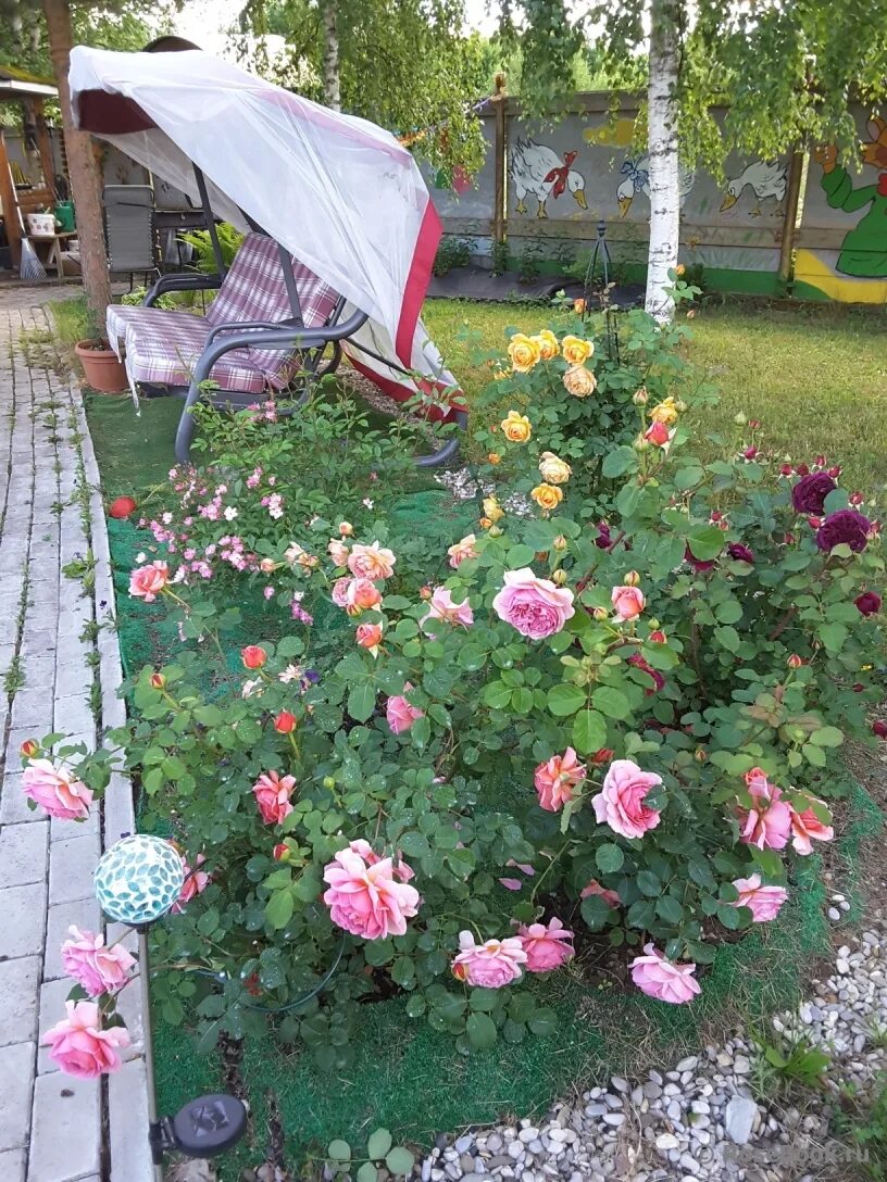 энциклопедия роз сады. беседка с розариум ютерсен. хвойники в саду людмилы турубановой. роза аспирин роуз в ландшафтном дизайне. опора для розы пьер де ронсар.