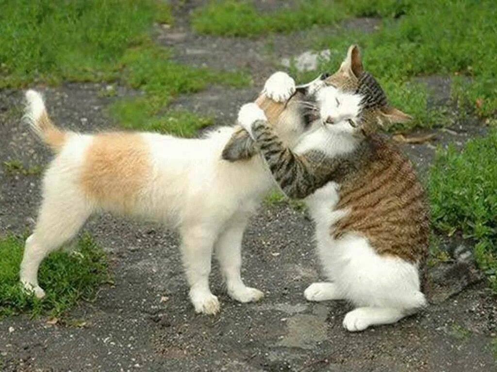Объятия животных. Котики обнимаются. Обнимашки котят. Дружба котов. Звери такая любовь текст