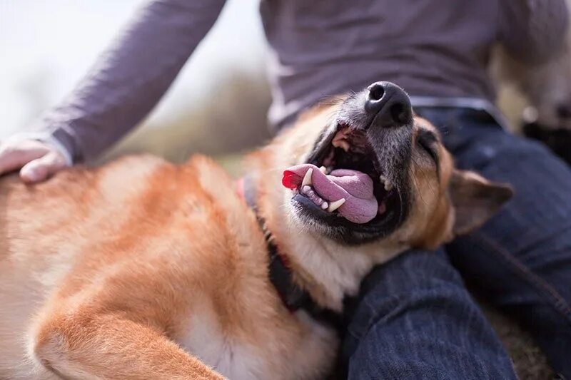 Поглаживание собаки. Собака гладить живот. Ленивец на руках. Собака балдеет. Собака гладить живот.