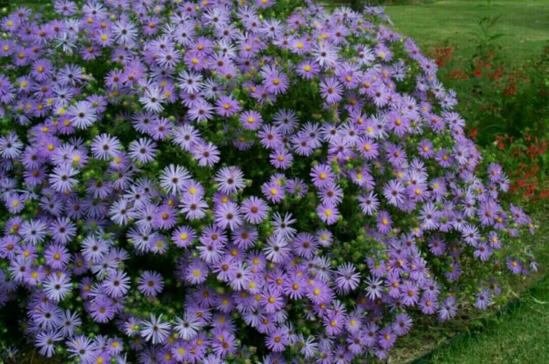 Астра кустарниковая Aster dumosus. Астра многолетняя кустарниковая (Aster dumosus). Астра сентябринка многолетняя. Астра кустарниковая Блау лагуне