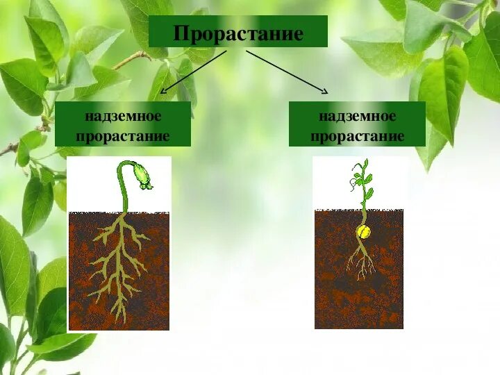 Урок биологии семена. Надземное прорастание семян. Надземное и подземное прорастание семян. Типы прорастания семян. Типы прорастания семян надземный и подземный.