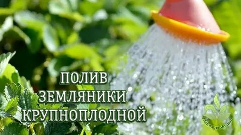 Клубника полив во время цветения и плодоношения