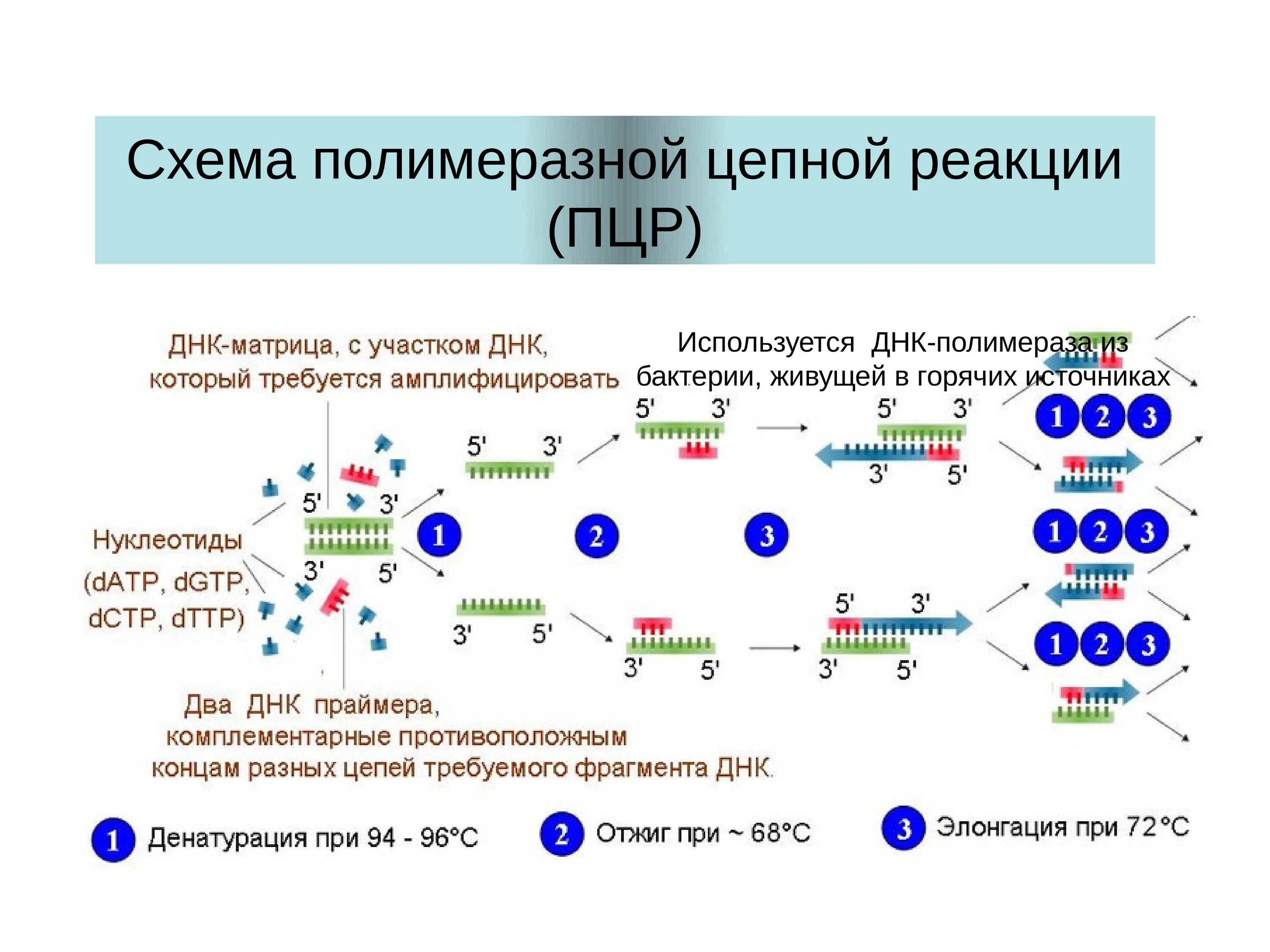 Цепная реакция схема. Схема исследования методом ПЦР. Полимеразная цепная реакция методика исследования. ПЦР методика генетика. Исследование методом полимеразной цепной реакции ПЦР.