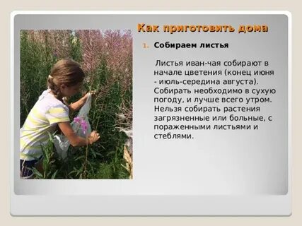 А я травок пособираю