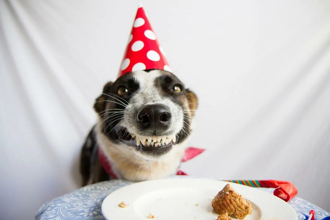 Прикольные пожелания с животными. Собака в колпаке. Тортики с собачками. День рождения собаки. С днем рождения животные.