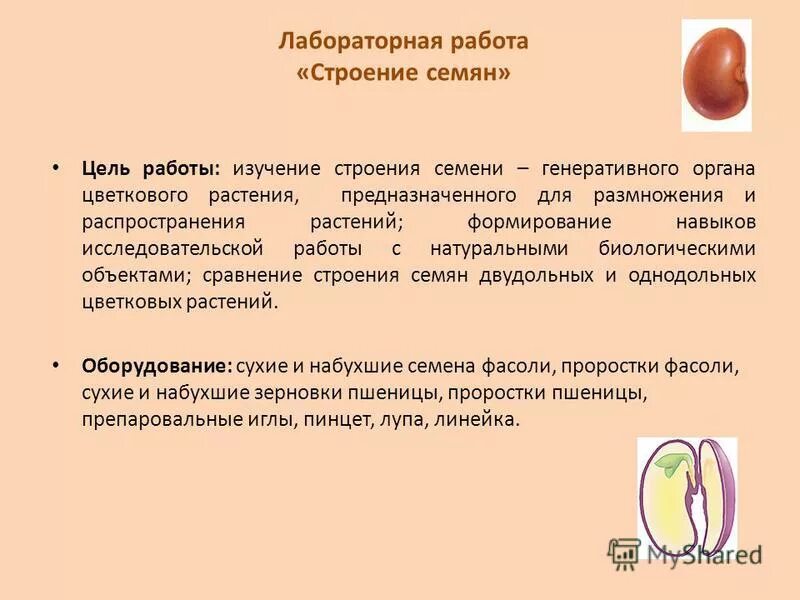 Лабораторная работа биология 6 класс фасоль. Лабораторная работа по биологии строение семени фасоли. Строение семени фасоли вывод лабораторная работа. Строение семени фасоли лабораторная работа 6 класс вывод. Изучение строения семян двудольных растений.