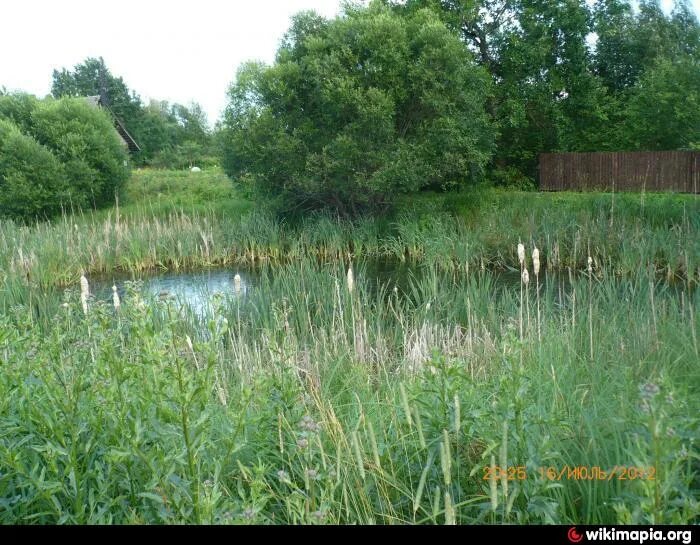 Болотное ивановская область. Сюрьевское болото. Иваново болото. Колышкино болото. Болота Ногинск.