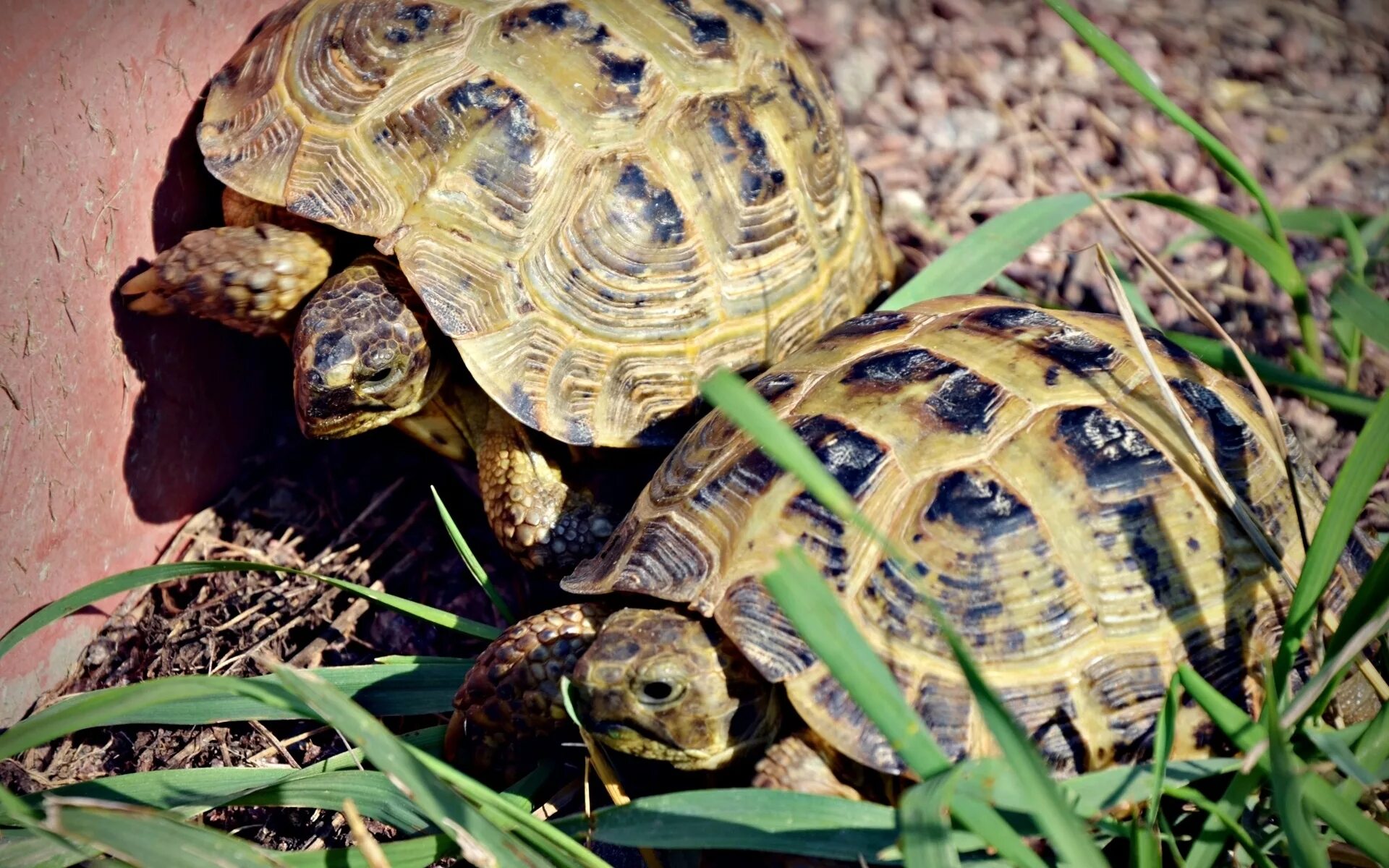Среднеазиатская черепаха. Среднеазиатская сухопутная черепаха. Среднеазиатская черепаха большая. Среднеазиатская красноухая черепаха. Черепахи пара