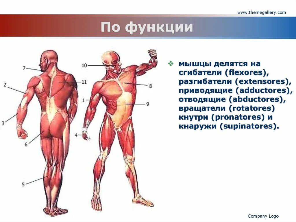 Основные мышцы для развития. Классификация мышц сгибатели разгибатели. Мышцы сгибатели. Мышцы сгибатели функции. По функциям мышцы делятся на.