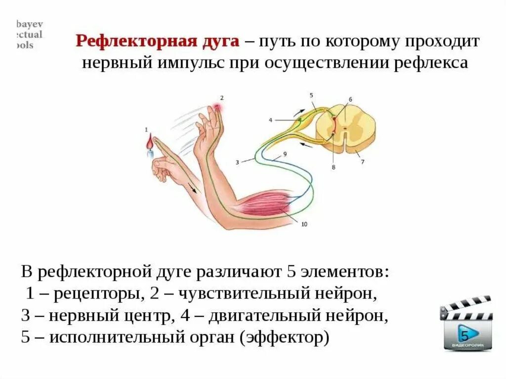 Рефлекторная дуга порядок нервного импульса. Прохождения импульса в рефлекторной дуге. Рефлекторная дуга путь рефлекса. Последовательность прохождения нервного импульса по рефлекторной. Этапы прохождения импульса