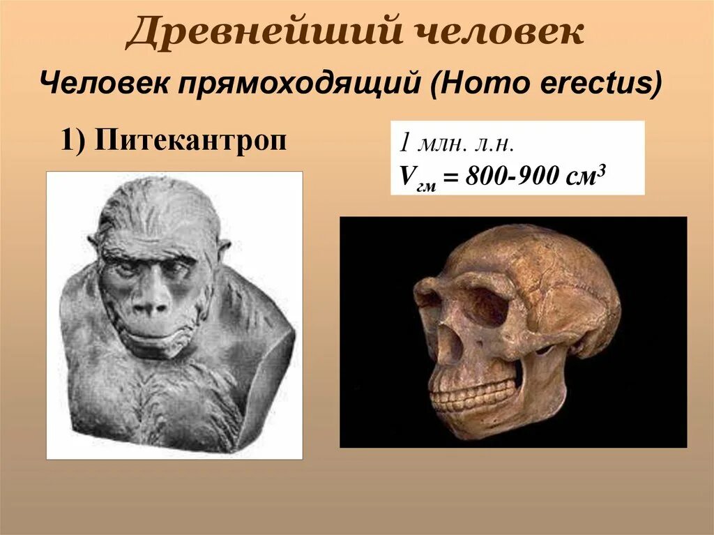 Объем мозга человека прямоходящего. Хомо сапиенс питекантроп. Питекантроп синантроп период. Питекантроп и синантроп это.