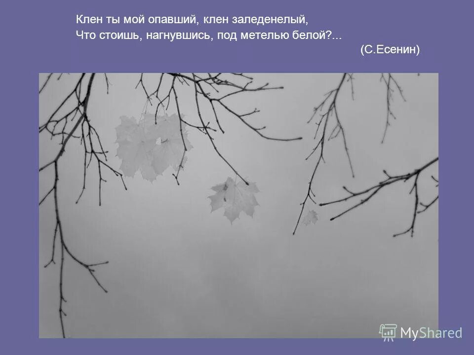 клен заледенелый под метелью белой. стихотворение клен ты мой опавший есенин. клен есенин стих. клен ты мой опавший клен заледенелый. клён опавший заледенелый.