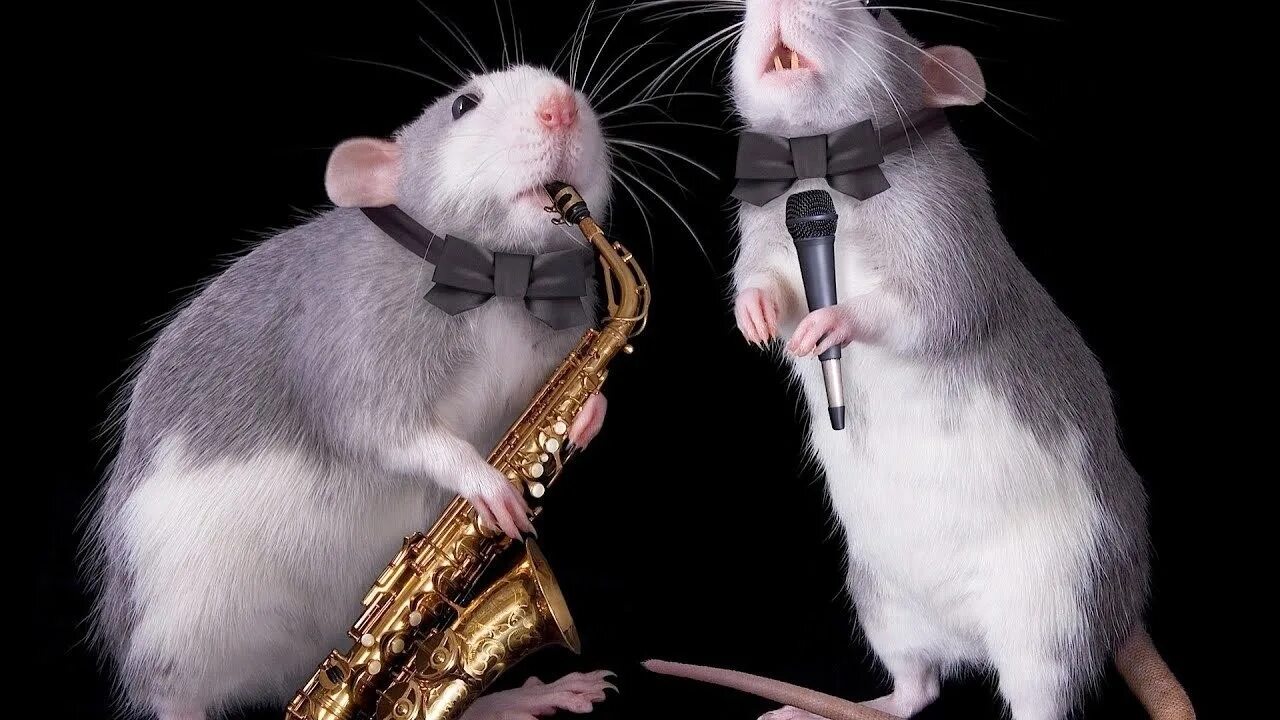 Звери с музыкальными инструментами. Веселая крыса. Мышь орет. Эллен ван дилен. Хомяк с микрофоном.