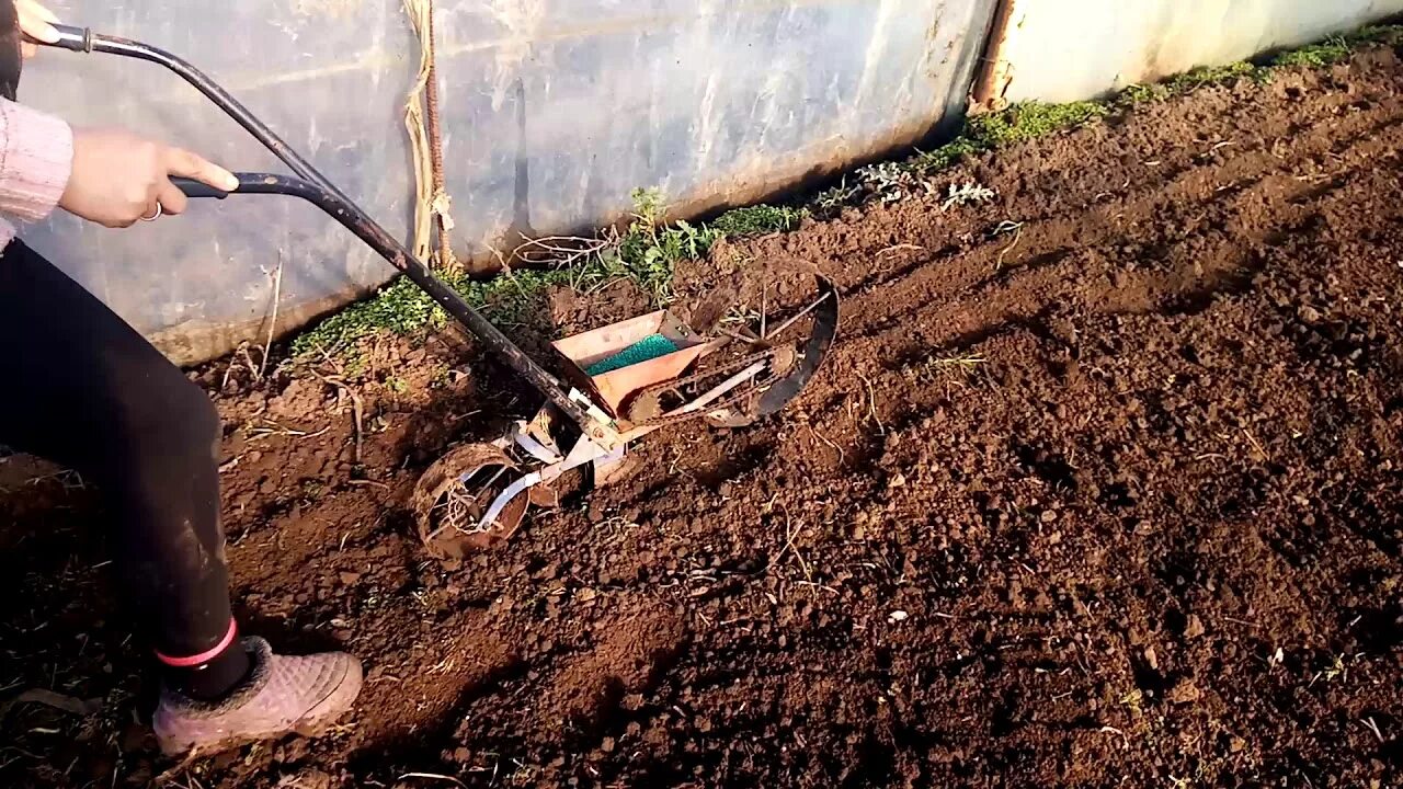 Когда сажать редис в парник. Редиска в теплице. посадка редиса в теплице ранней весной. посев редиса в теплице. ранний посев редиса в теплице.