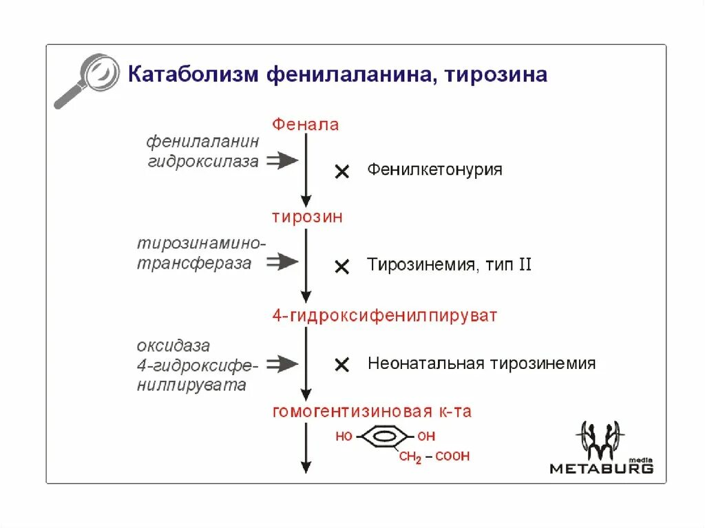 Фенилаланин биохимия. Схема превращения тирозина. Метаболизм фенилаланина биохимия. Катаболические пути превращений тирозина. Катаболизм фенилаланина и тирозина.