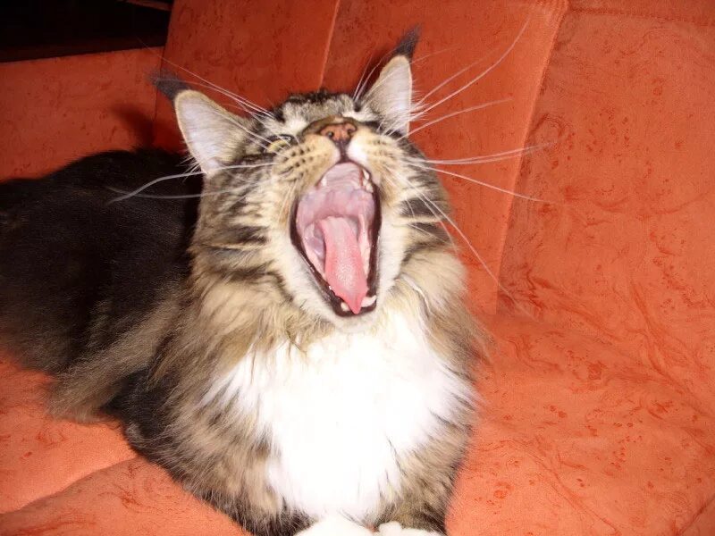 Зубы мейн куна в 5 месяцев. Зубы у мейн куна. Зубы у мейн куна по возрасту. Злой кот мейн кун. Мэйкун зубы.