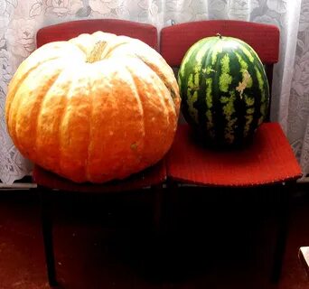 Сколько весит арбуз дыня и тыква