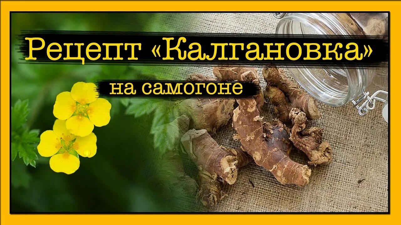 Самогон на калгане. Калган рецепты. Самогон на корне калгана. Калгановка. Настоянный на травах.