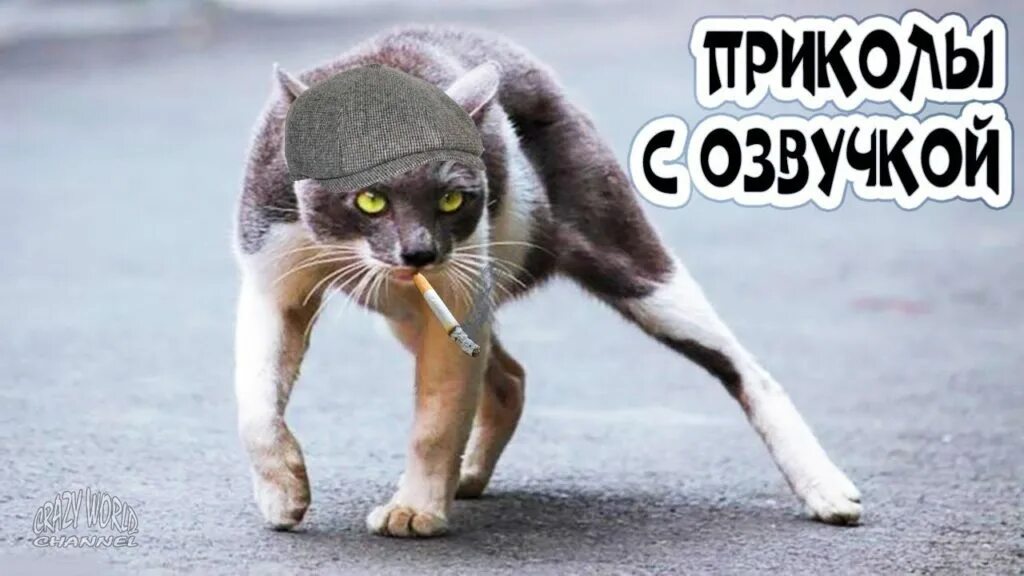 Смешные коты с озвучкой кот мурзик. Смешные коты с озвучкой угар. Коты с озвучкой до слёз. Смешные коты с озвучкой. Приколы с животными кот газанул.