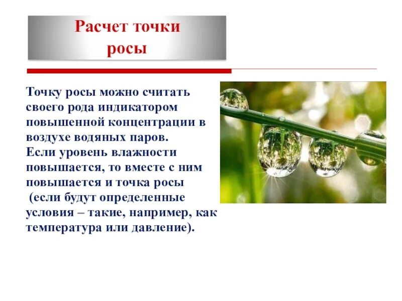 Точка росы. Почки в росе. Точка росы простыми словами. Точка росы это в физике. Почему выпала роса