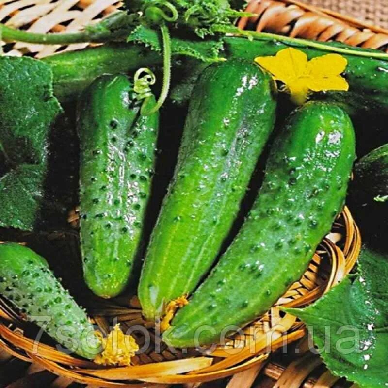 Семена огурец маринда f1. Огурцы сорт шопа. Сорт огурца герман f1. Аэлита огурец егорка f1. Огурец компонист f1.