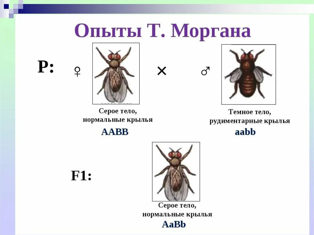 Закон мухи