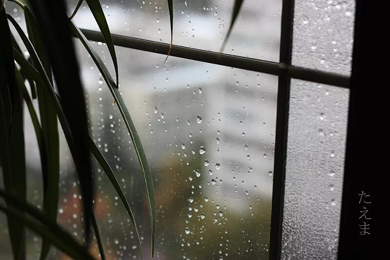 красивая женщина у окна. дождь в окне. также дождь стучался в окно. дождь стучит в окно. дождь за окном.