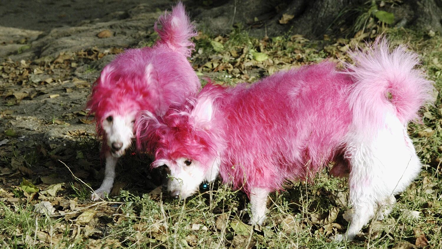 Розовая собака. Розовый щенок. Розовый окрас собаки. Существуют розовые собаки.