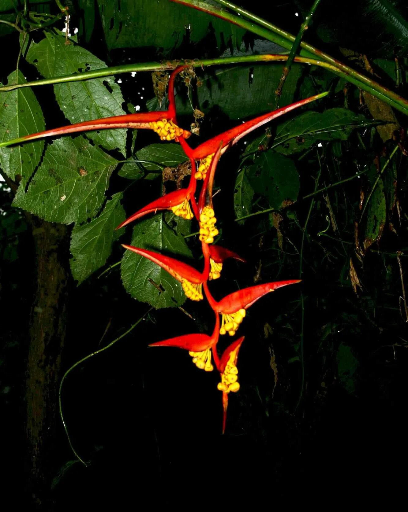 Rainforest plants. Гладиолус Джангл. Геликония Шардоне. Растения Амазонии. Эквадор растения.