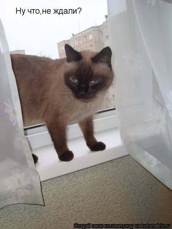 мем вы не ждали а я пришел. вы меня не ждали а я пришел. я жду мем. хатико ждет. здрасте не ждали.