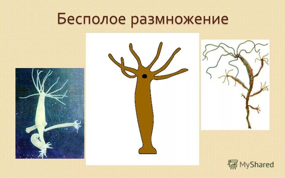 процессы жизнедеятельности пресноводной гидры. строение гидры пресноводной размножение. приспособления для питания животных. пищеварительная система гидры. гидра пресноводная строение.