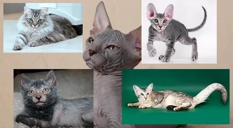 Кошки не вызывающие аллергию