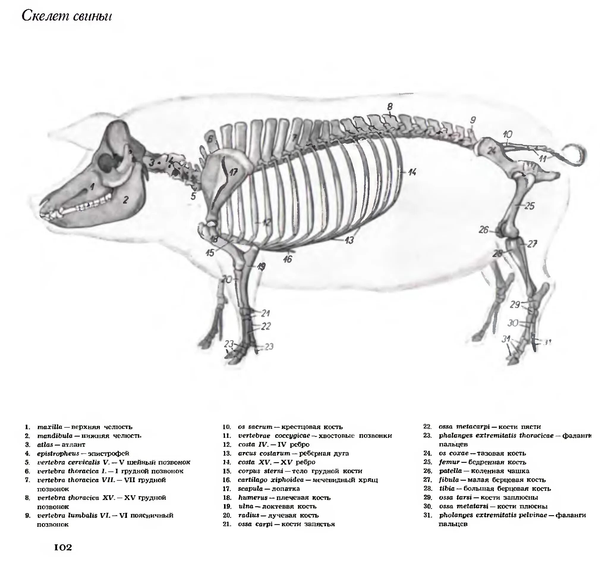 Сколько костей в свинине. Скелет свиньи строение анатомия. Строение скелета поросёнка. Ребро свиньи строение. Скелет кабана строение.
