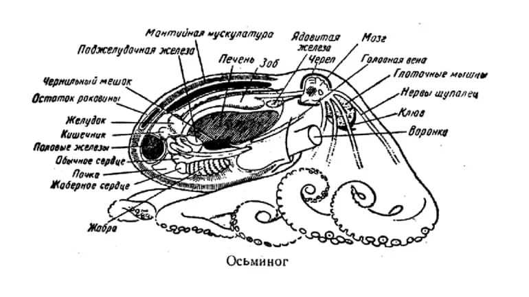 Головоногие моллюски внутреннее строение. Головоногие схема строения. Строение головоногих моллюсков. Внутреннее строение головоногих.