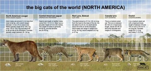 Big cats live all around