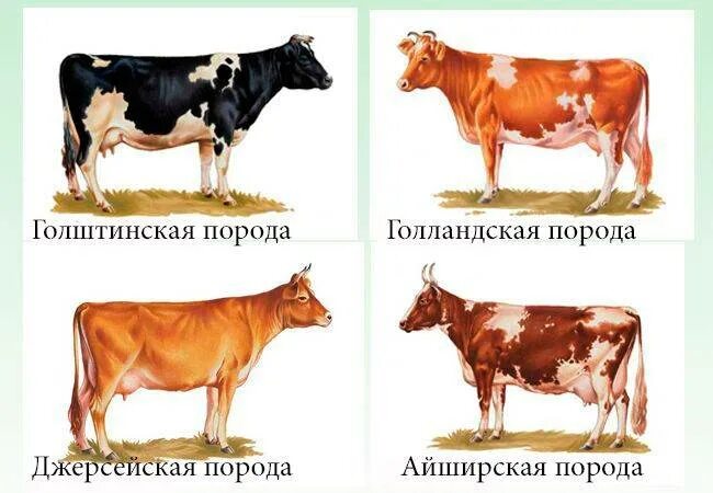 Какая есть корова. Породы коров молочного направления молочного направления. Молочные породы коров с названиями. Породы молочных пород коров. Породы коров молочного направления с фотографиями.