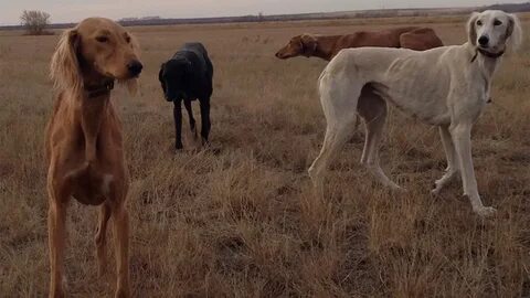 Орыс порно онлайн вируссыз