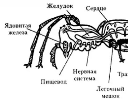 Отделы тела паука