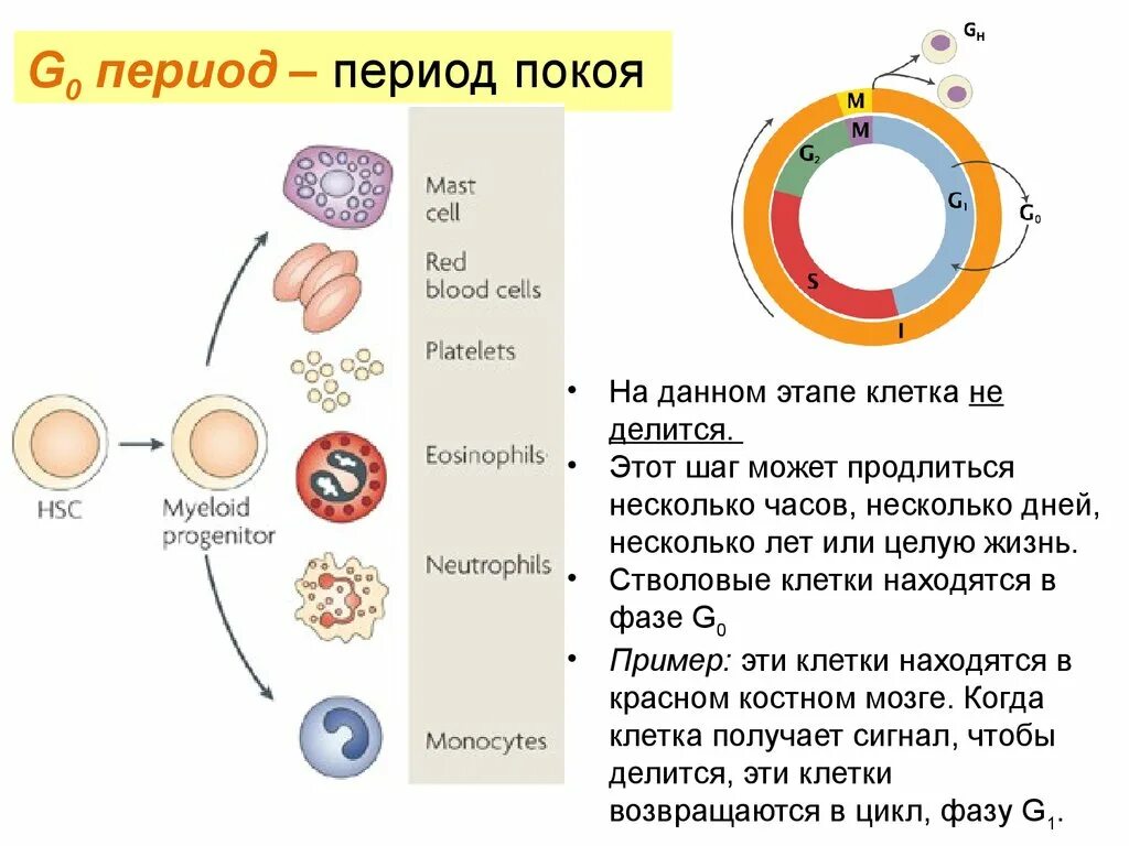 Физическое состояние клетки. G0 период клеточного цикла. Жизненный цикл клетки фаза g 0. Фаза g0 клеточного цикла. Клетки находящиеся в g0 фазе клеточного цикла.