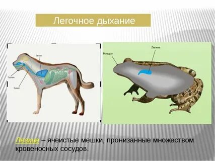 Ячеистые легкие