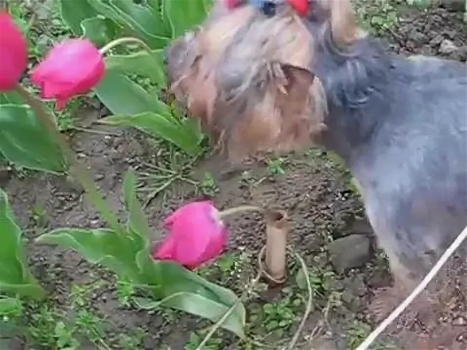 Кошка съела тюльпан