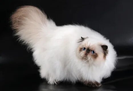 Гималайская кошка