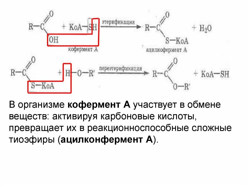 Коа 5. Тиоэфиры карбоновых кислот. Образование тиоэфиров. Получение тиоэфира уксусной кислоты. Образование сложных тиоэфиров.