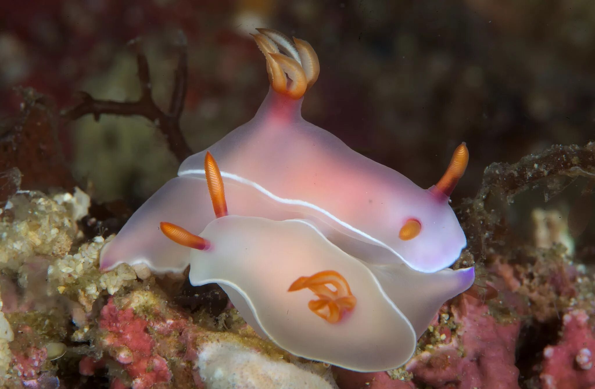 Обитатели моря. Hypselodoris bullockii. Морской СЛИЗЕНЬ. Глубоководный морской СЛИЗЕНЬ. Обитатели морской фауны.