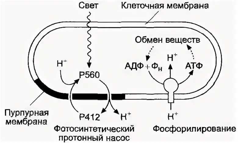 Возникновение фотосинтеза у прокариот. Фотосинтетический аппарат прокариот. Фотосинтетический аппарат цианобактерий. Фотосинтез пурпурных бактерий схема. Механизм фотосинтеза бактерий.