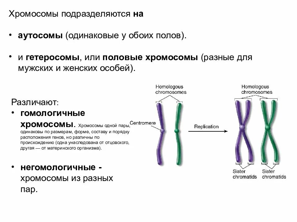 Вторая х хромосома