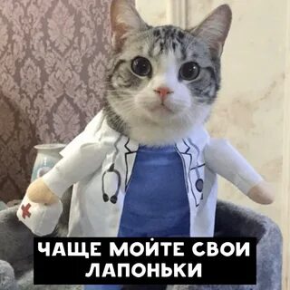 Коте врач