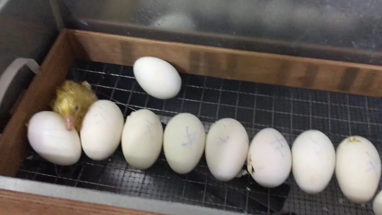 Можно ли закладывать яйца из холодильника. Инкубатор 104 гусиные яйца. Инкубатор Вегас гусиные яйца. Гусиные яйца гусята. Яйца инкубатор гусиные в инкубатор.