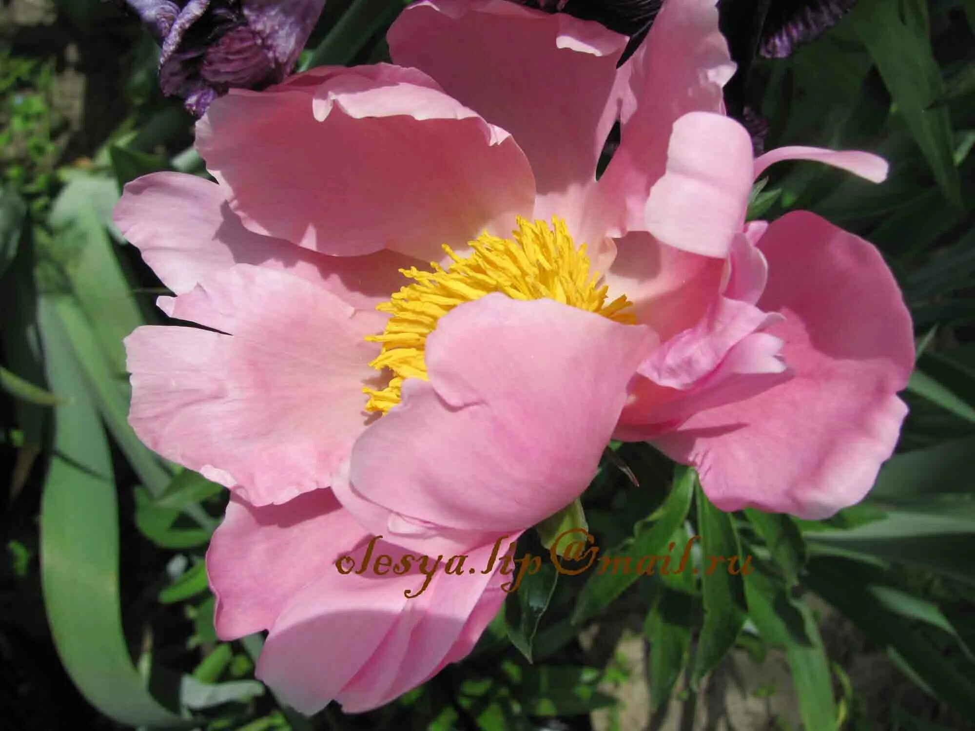 Пион flamingo. Сорт пиона фламинго. Пион фламинго. Пион flamingo. Пион розовый фламинго.
