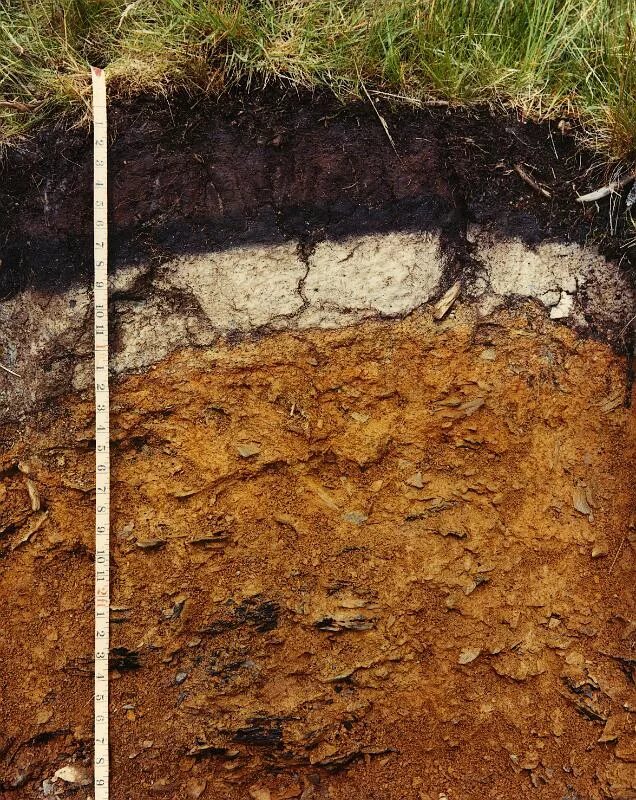Подзолистые почвы слои. Чернозема дерново подзолистой почвы. Гумусовый Горизонт подзолистых почв. Почвенный слой дерново-подзолистая. Лесные подзолистые почвы.